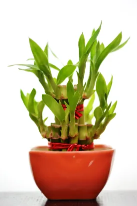 2 Layer Lucky Bamboo With Small Ceramic Pot Orange